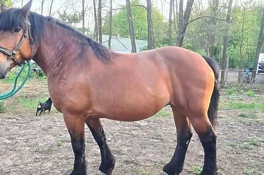 Sprzedam Źrebną Klacz Zimnokrwistą 80 pkt tel 604-793-649