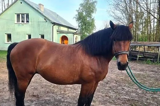 Sprzedam Źrebną Klacz Zimnokrwistą 80 pkt tel 604-793-649, Mazowieckie, Odrzywół