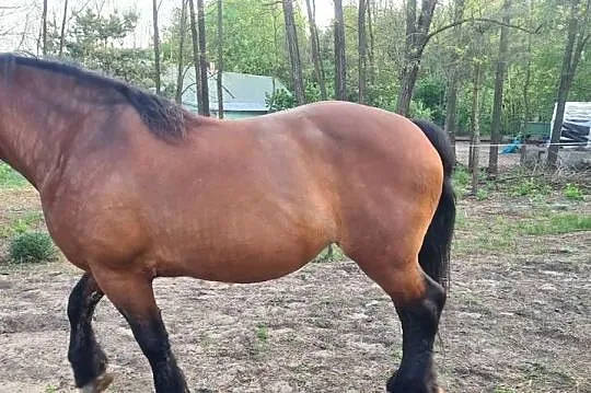 Sprzedam Źrebną Klacz Zimnokrwistą 80 pkt tel 604-793-649, Mazowieckie, Odrzywół