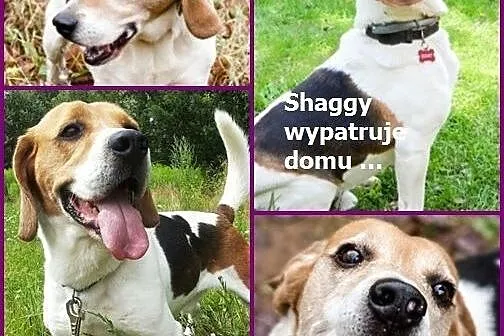Beagle SHAGGY szuka rodziny ,  Beagle cała Polska