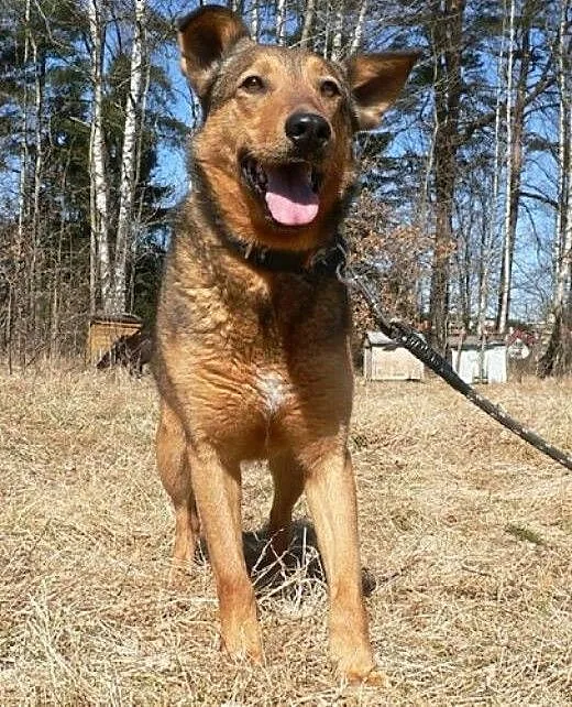 Owczarkowata Bona :), warmińsko-mazurskie Olsztyn