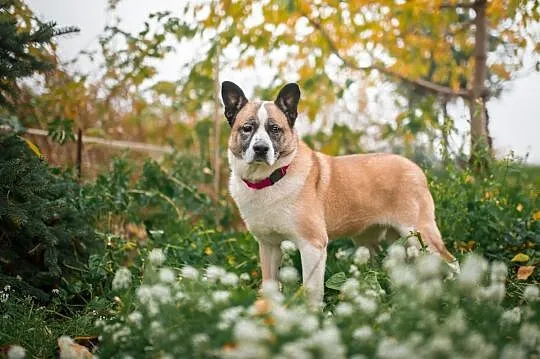 Frida - łagodna, wrażliwa sunia szuka odpowiedzialnego domu!