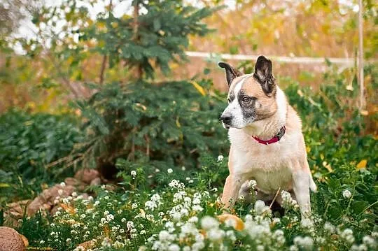 Frida - łagodna, wrażliwa sunia szuka odpowiedzialnego domu!, Mazowieckie, Warszawa