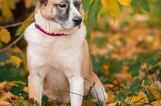 Frida - łagodna, wrażliwa sunia szuka odpowiedzialnego domu!, Mazowieckie, Warszawa