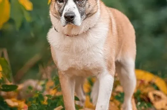 Frida - łagodna, wrażliwa sunia szuka odpowiedzialnego domu!, Mazowieckie, Warszawa