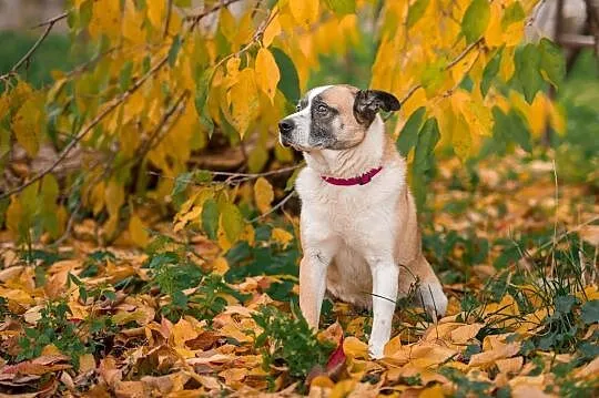 Frida - łagodna, wrażliwa sunia szuka odpowiedzialnego domu!, Mazowieckie, Warszawa