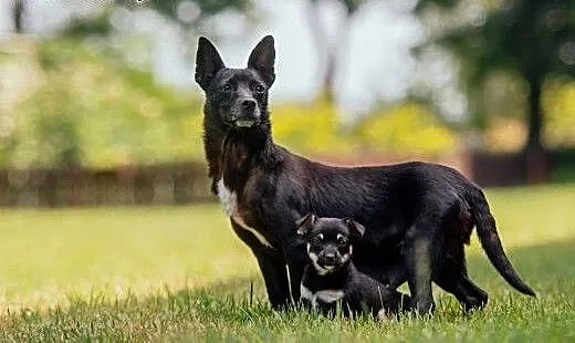 Łajka grzeczna mikro- suczka do adopcji, śląskie