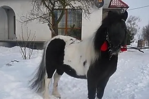 STANÓWKA OGIEREM RASY KUC SZETLAND