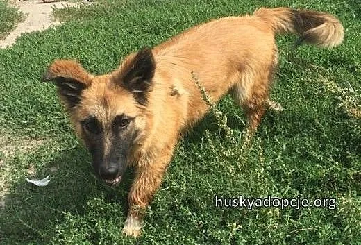 TOFFIE- słodki szczeniak do adopcji, śląskie Kato