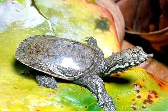 Żółwiaka chiński (Pelodiscus sinensis), Śląskie, Gliwice