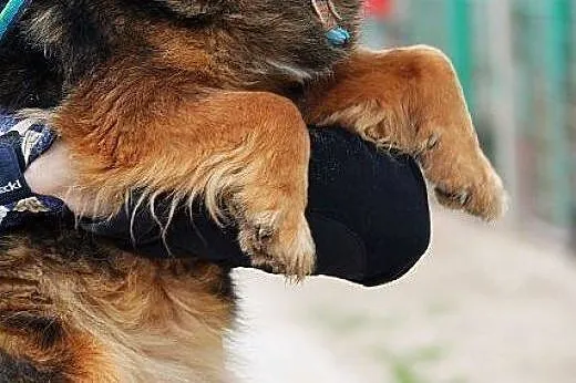 LALKA młodziutka, mała, delikatna sunia szuka domu
