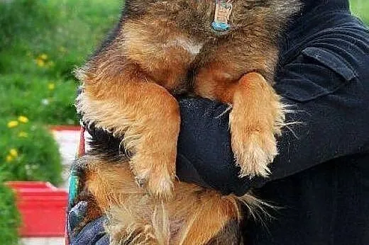 LALKA młodziutka, mała, delikatna sunia szuka domu