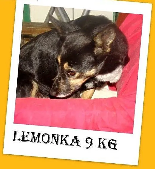 Grzeczna,cicha,delikatna pinczerkowata sunia LEMON