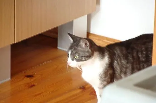 Zielonooka pełna gracji młodziutka kotka szuka dom