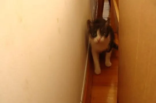 Zielonooka pełna gracji młodziutka kotka szuka dom