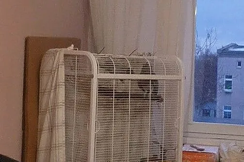Sprzedam papużki Żako (parka) wraz z klatką, Pomorskie, Gdańsk