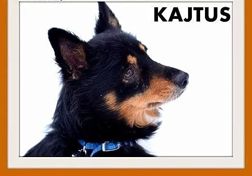 Kajtuś,do domu z ogródkiem,czujny,energiczny,wesoł