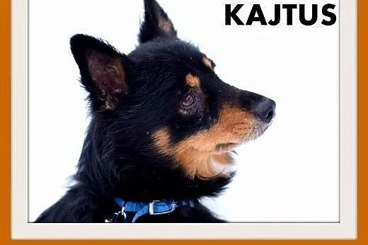 Kajtuś,do domu z ogródkiem,czujny,energiczny,wesoł
