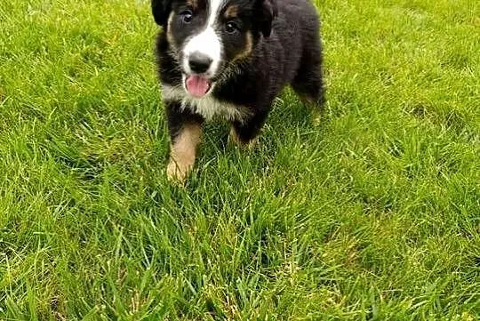Piesek Border Collie, Świętokrzyskie, Szczaworyż