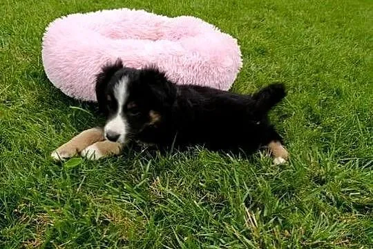 Piesek Border Collie, Świętokrzyskie, Szczaworyż