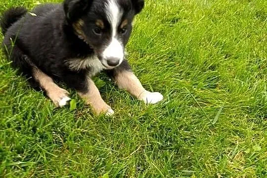Piesek Border Collie, Świętokrzyskie, Szczaworyż