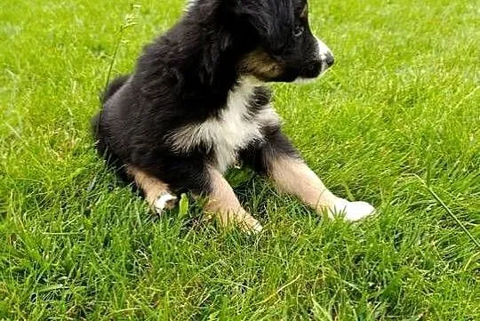 Piesek Border Collie, Świętokrzyskie, Szczaworyż