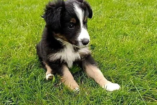 Piesek Border Collie, Świętokrzyskie, Szczaworyż