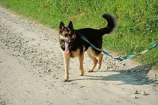 Figa młoda sunia w typie owczarka niemieckiego.,  