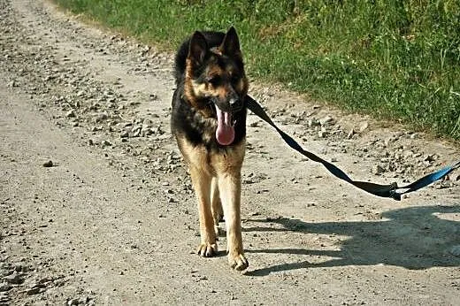 Figa młoda sunia w typie owczarka niemieckiego.,  