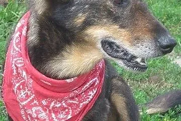Święty Mikołaju! Czy spełnisz marzenie Gacusia?,  