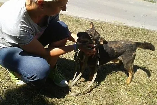 Święty Mikołaju! Czy spełnisz marzenie Gacusia?,  