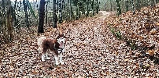 HUSKY SYBERIAN szuka partnerki, warmińsko-mazursk