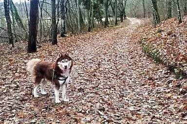 HUSKY SYBERIAN szuka partnerki, warmińsko-mazurskie Olsztyn