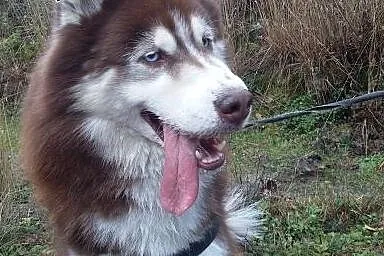 HUSKY SYBERIAN szuka partnerki,  warmińsko-mazursk