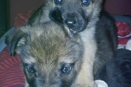 Przytulaśne małe misie do adopcji lub na tymczas !,  mazowieckie Warszawa
