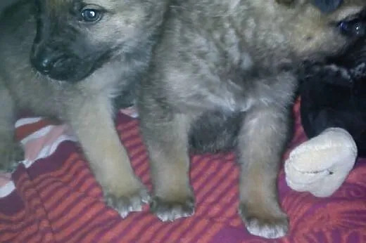 Przytulaśne małe misie do adopcji lub na tymczas !