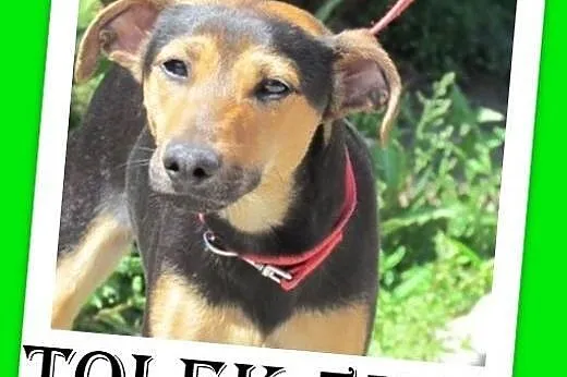 5kg,młody,roczny,wesoły pies TOLEK,pinczer mix.ADOPCJA,  śląskie Katowice