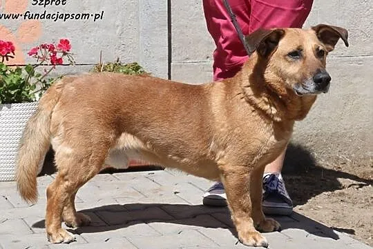 Szprot - średni pies, Mazowieckie, Nowy Dwór Mazowiecki