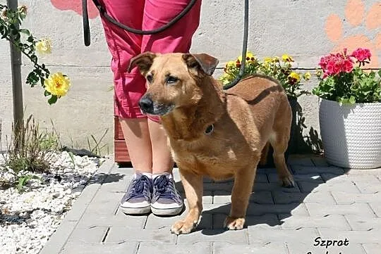 Szprot - średni pies, Mazowieckie, Nowy Dwór Mazowiecki