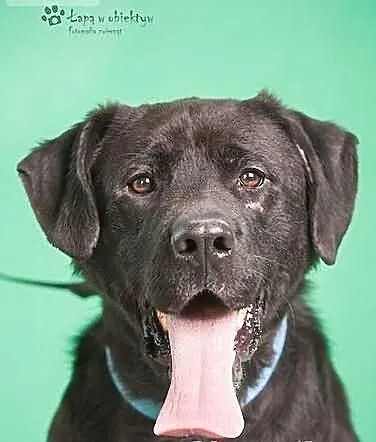 Marvin czarny labrador szuka domu