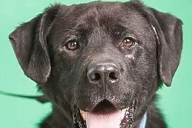 Marvin czarny labrador szuka domu