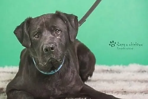 Marvin czarny labrador szuka domu