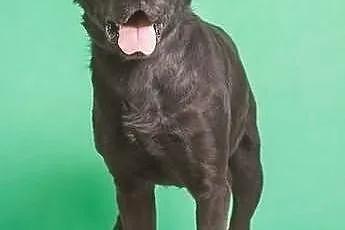 Marvin czarny labrador szuka domu