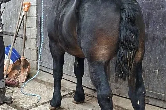 Sprzedam konia