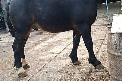 Sprzedam konia, Świętokrzyskie, Huta Stara
