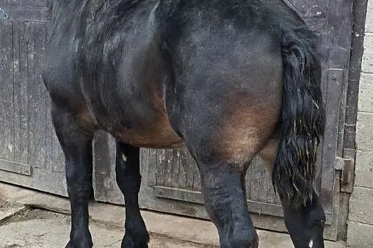 Sprzedam konia, Świętokrzyskie, Huta Stara