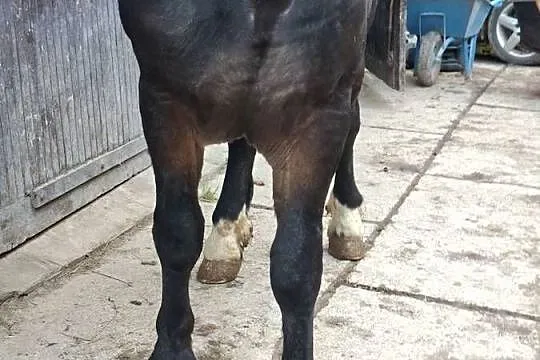 Sprzedam konia, Świętokrzyskie, Huta Stara