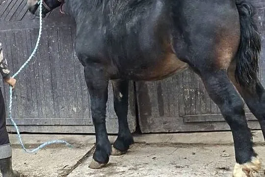 Sprzedam konia, Świętokrzyskie, Huta Stara