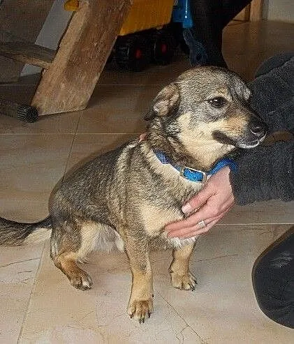 KAJTUŚ mały piesek, łagodny, radosny, kocha dzieci