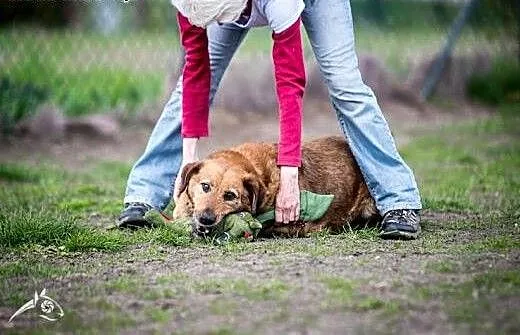 LEJLA tak sympatycznego jak Ona psa nigdzie indzie
